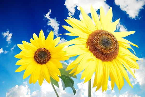 Krásná žlutá květina, barevné Slunečnice Stock Snímky