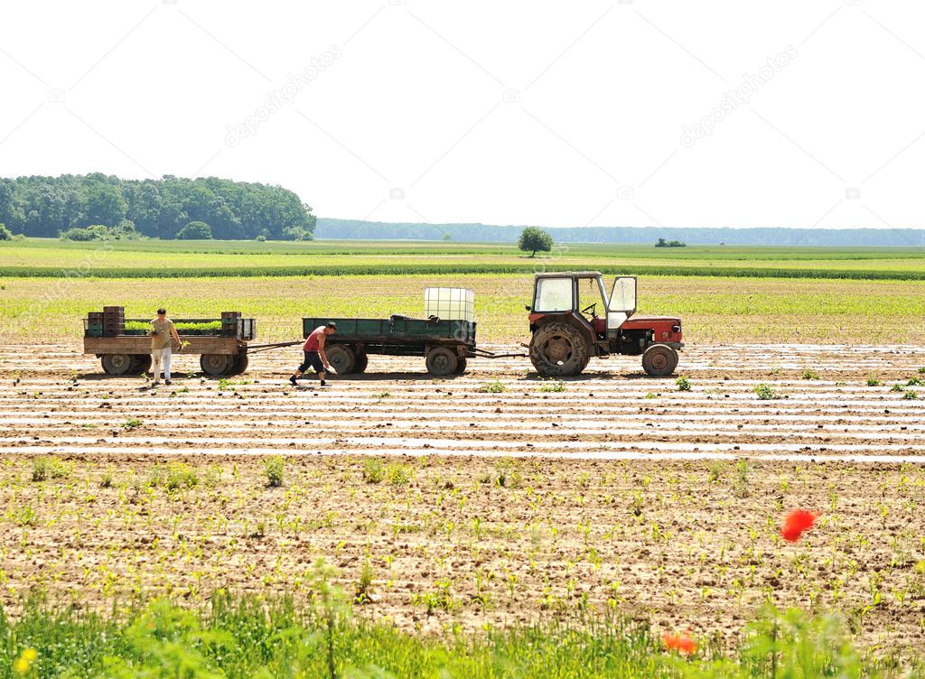 Tractor with plow on field