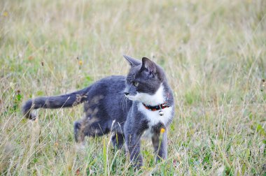 yeşil zemin üzerinde oynarken küçük şirin kedi