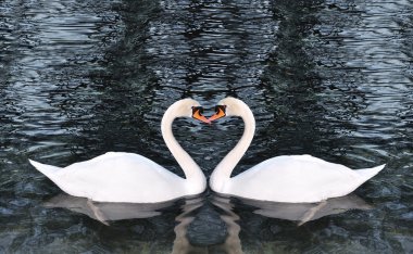 Beautiful swans on the lake clipart