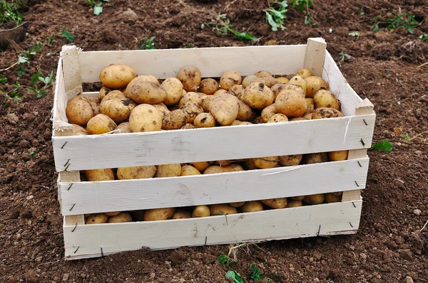 Yere düşme vintage sonra toplanan patates — Stok fotoğraf
