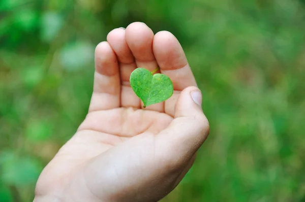 Niña linda sosteniendo planta en forma natural de corazón — Foto de Stock