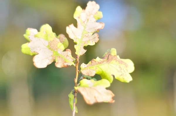 Осень детали, листья, цвета, желтый, коричневый и другие — стоковое фото