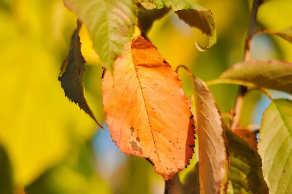 Detalles de otoño, hojas, colores, amarillo, marrón y otros — Foto de Stock