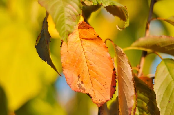 stock image Fall details, leaves, colors, yellow, brown and other