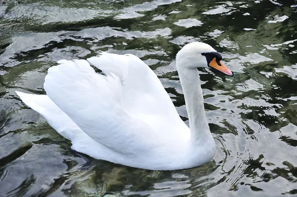 Hermoso cisne en el lago —  Fotos de Stock