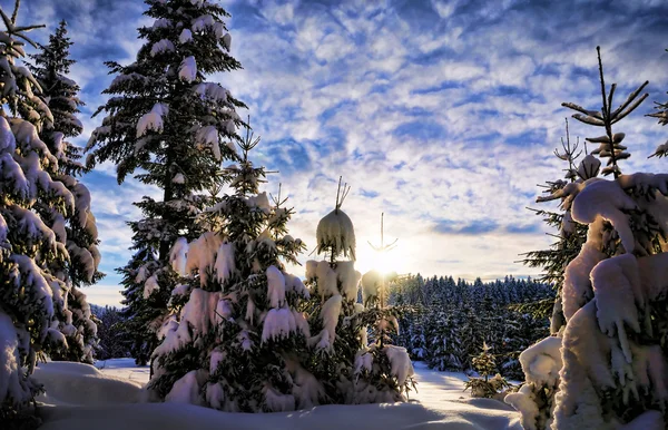 Όμορφο χειμερινό δάσος — Φωτογραφία Αρχείου