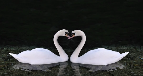 Dos cisnes que forman un corazón —  Fotos de Stock