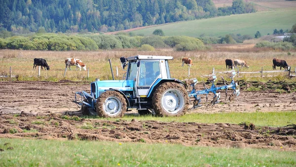 Traktor na poli a krávy za — Stock fotografie
