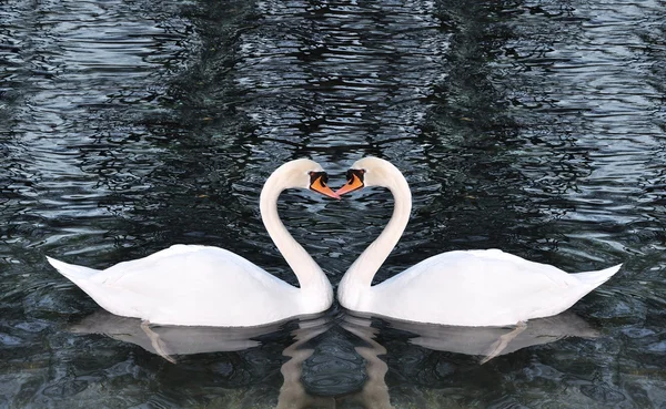 Hermosos cisnes en el lago — Foto de Stock