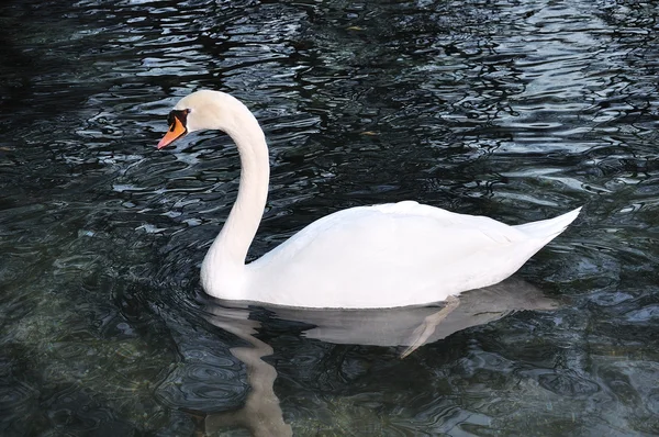 Hermoso cisne en el lago — Foto de Stock