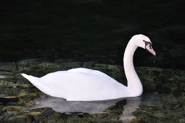 Belo cisne no lago — Fotografia de Stock
