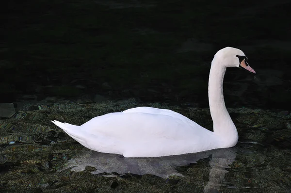 Krásná labuť na jezeře — Stock fotografie