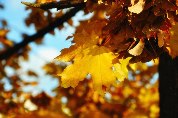Folhas de Outono — Fotografia de Stock