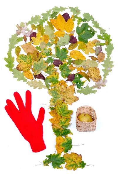 Blätter in Baumform isoliert und roter Handschuh — Stockfoto