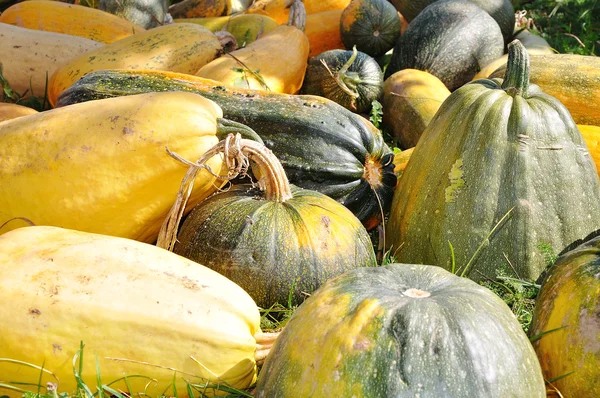 Many and different pumpkins on ground — Stock Photo, Image