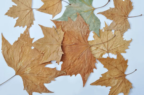 Herbstblätter in verschiedenen Farben auf weißem Hintergrund — Stockfoto