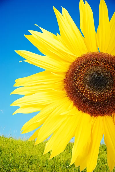 Красива жовта квітка, барвистий соняшник — стокове фото