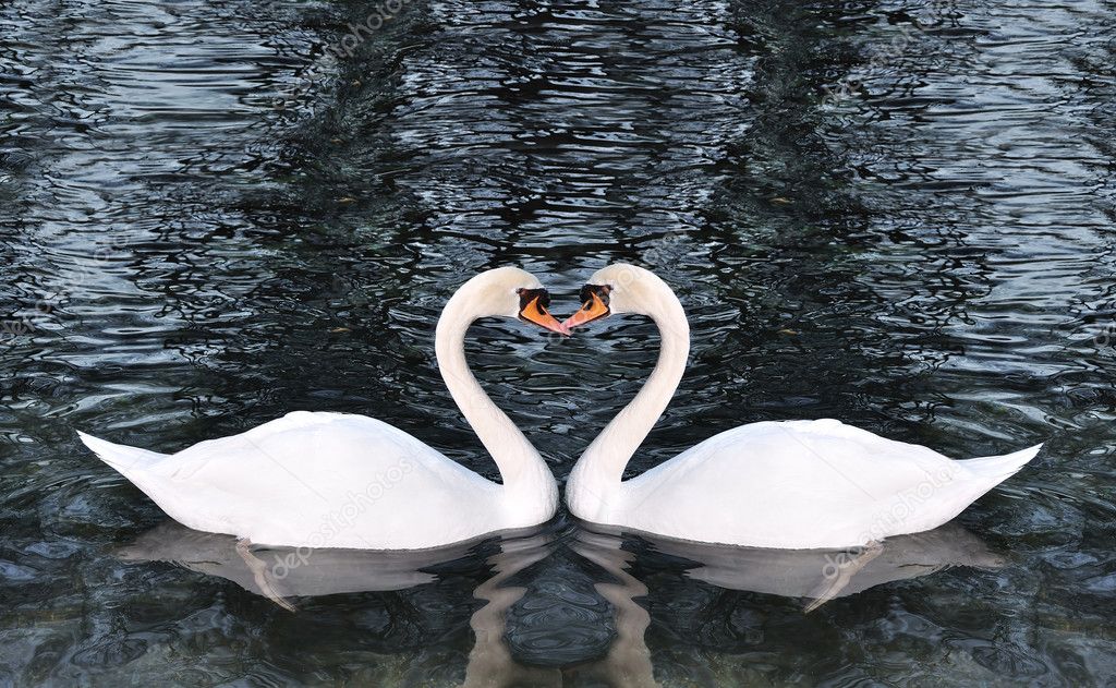 Beautiful swans on the lake