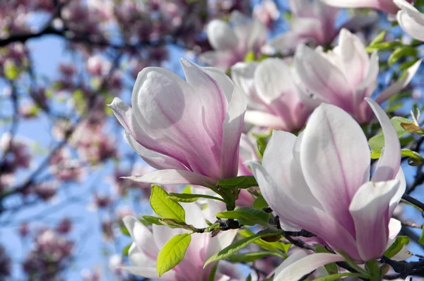 stock image Magnolia