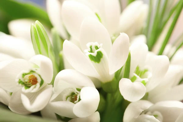 Background of the snowdrop flowers