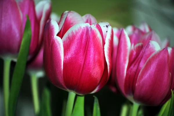 stock image Pink tulips