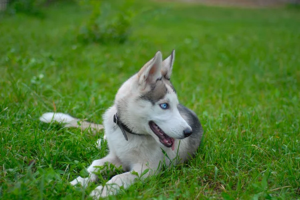Sibiřský husky spřežení a pracovní pes — Stock fotografie