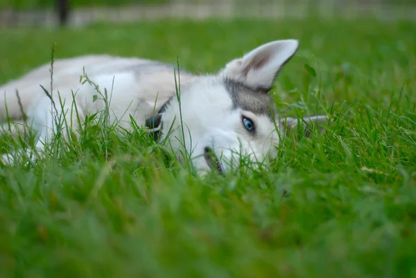 Siberische kroonkafje hond — Stockfoto
