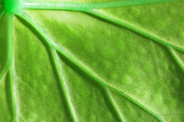 Hoja verde viva, fondo macro — Foto de Stock