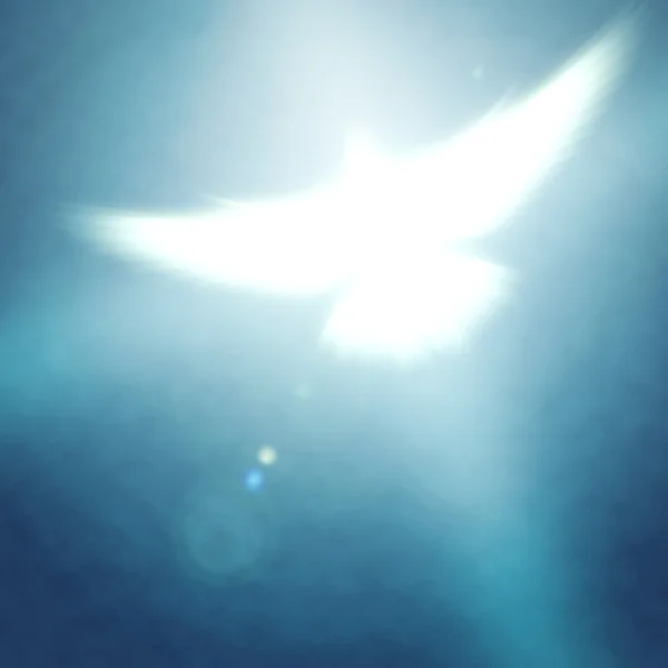 Shining dove — Stock Photo, Image