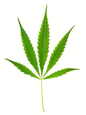 Cannabis leaf clipart