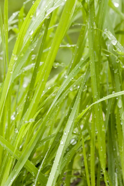 Frisches nasses Gras — Stockfoto