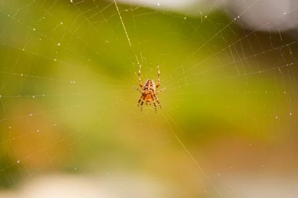 Spider on the Web — Stock Photo, Image