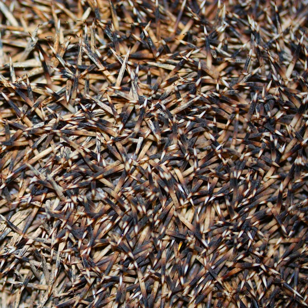 Hedgehog spines background — Stock Photo, Image