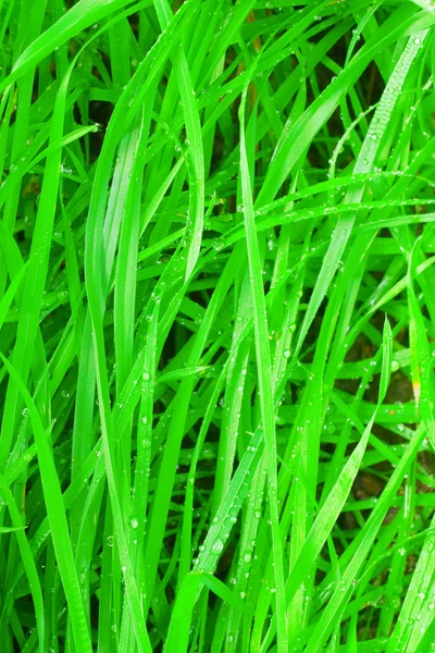 Verse groene gras met druppels — Stockfoto