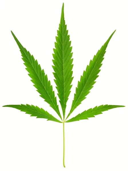 stock image Cannabis leaf