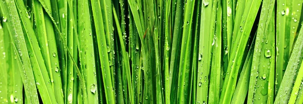 Banner de hierba verde fresca — Foto de Stock