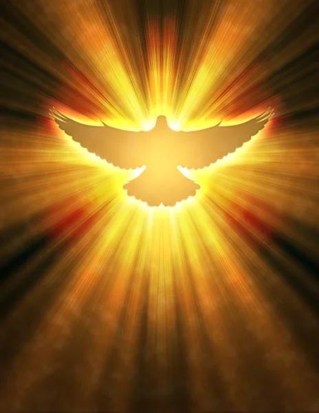 stock image Shining dove with rays on a dark