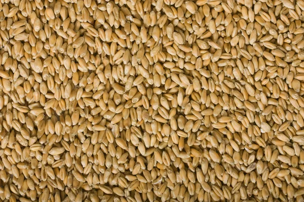 Пшениця фону — стокове фото