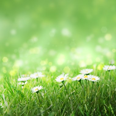 Daisies in the grass, clipart