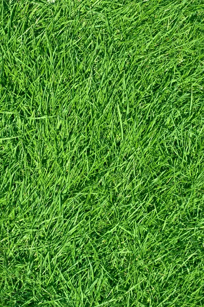 新緑の草 — ストック写真