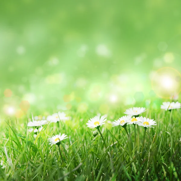Margherite nell'erba, — Foto Stock