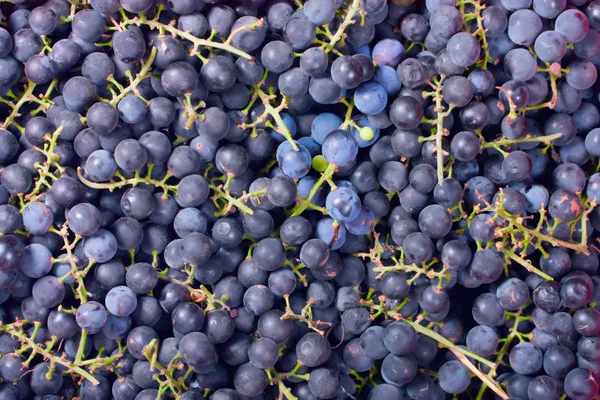 stock image Fresh blue grape