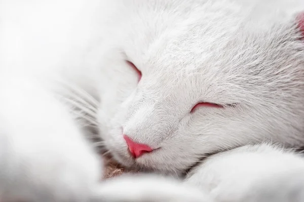 Gatto addormentato — Foto Stock