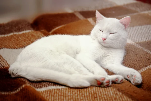 Puro gato branco dormindo — Fotografia de Stock