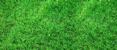 Grass texture clipart