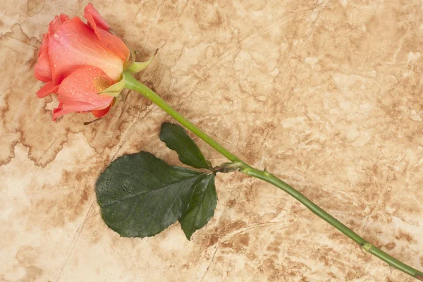 Róża na pergaminie — Zdjęcie stockowe