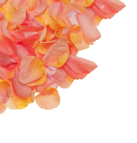 Szirmok és rózsaszín virág — Stock Fotó