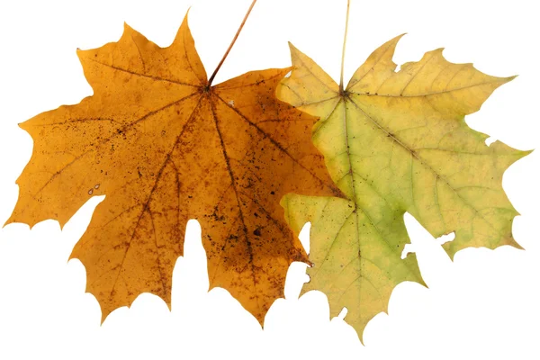 Na podzim listy izolované — Stock fotografie