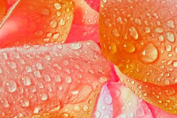 Płatki róż z kropli wody — Zdjęcie stockowe